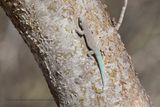 Tick-tail Day Gecko - Phelsuma mutabilis