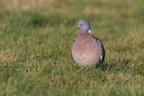 Woodpigeon - Columba palumbus