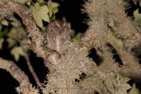 Madagascar Scops-owl - Otus rutilus