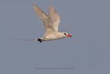Red-tailed Tropicbird - Phaeton rubricauda