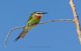 Madagascar Bee-eater - Merops superciliosus