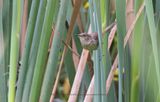 Malagasy Brush-warbler - Nesillas typica