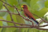 Broad-billed roller - Eurystomus glaucurus