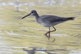 Gray-tailed Tattler - Tringa brevipes