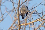 Sickle-billed Vanga - Falculea palliata