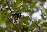 Stardardwing Bird-of-paradise - Semioptera wallacii