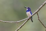 Blue-and-white Kingfisher - Todiramphus diops