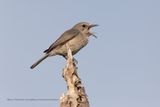 Littoral Rock-thrush - Monticola imerinus