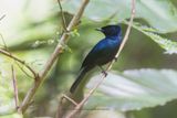 Shining Flycatcher - Myiagra alecto