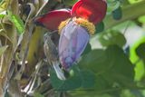 White-streaked Friarbird - Melitograis gilolensis