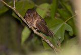 Moluccan Owlet-nightjar - Aegotheles crinifrons