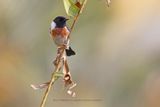 African stonechat - Saxicola torquatus