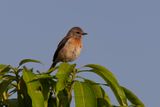 African stonechat - Saxicola torquatus