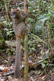 Greater Bamboo lemur - Prolemur simus