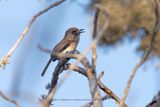 Archbolds Newtonia - Newtonia archboldi