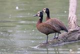 White-faced Whistling-duck - Dendrocygna viduata