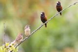 Chestnut Munia - Lonchura atricapilla