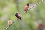 Chestnut Munia - Lonchura atricapilla