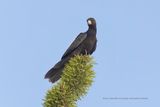 Lesser vasa parrot - Coracopsis nigra