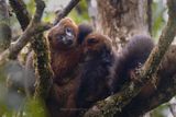 Red-bellied lemur - Eulemur rubriventer