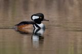 Hooded merganser - Lophodytes cucullatus