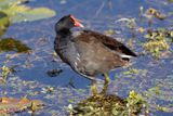 Common Gallinule - Gallinula galeata