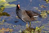 Common Gallinule - Gallinula galeata