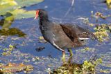 Common Gallinule - Gallinula galeata