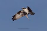 Osprey - Pandion haliaetus