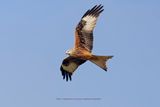Red kite - Milvus milvus