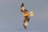 Red kite - Milvus milvus