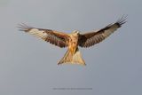 Red kite - Milvus milvus