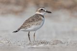 Wilsons plover - Charadrius wilsonia
