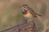 Bluethroat - Luscinia svecica