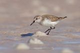 Western Sandpiper - Calidris mauri
