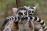 Ring-tailed lemur - Lemur catta