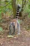 Ring-tailed lemur - Lemur catta
