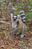 Ring-tailed lemur - Lemur catta