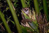 Crossleys Dwarf lemur - Cheirogaleus crossleyi