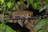Brown Mouse Lemur - Microcebus rufus