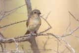 Red-tailed vanga - Calicalicus madagascariensis