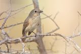 Red-tailed vanga - Calicalicus madagascariensis