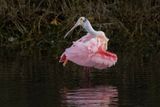 Roseate spoonbill - Ajaia ajaia
