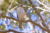 Frances Sparrowhawk - Accipiter francesiae