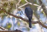 Frances Sparrowhawk - Accipiter francesiae
