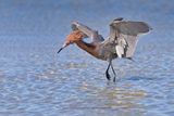 Reddish Egret - Egretta rufescens