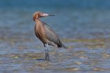 Reddish Egret - Egretta rufescens