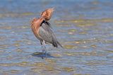 Reddish Egret - Egretta rufescens