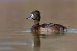 Tufted duck - Aythya fuligula
