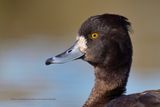 Tufted duck - Aythya fuligula